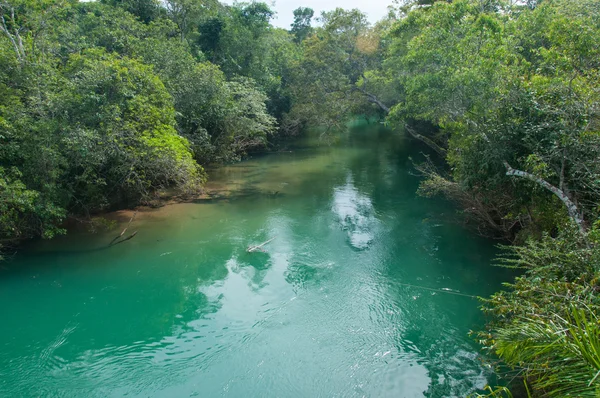 Agua clara en los ríos cerca de Bonito, Brasil Imagen de archivo