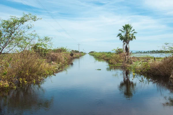 Översvämmad väg i södra Pantanal av Brasilien Royaltyfria Stockbilder