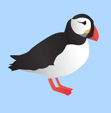 Atlantik martısı. Turuncu gagalı ve beyaz göbekli bir Atlantik kuşu. Mavi bir arkaplanda izole edilmiş.