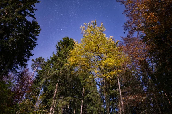 Autumn Color Forest Night Sky Lighten Moonlight — Stock Photo, Image