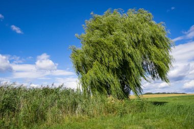 Ağlayan söğüt ağacı mavi gökyüzünün altında, yaz günü