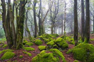 Sisli bir günde Rhoen ormanlarındaki yosunlu taşlara bakın.
