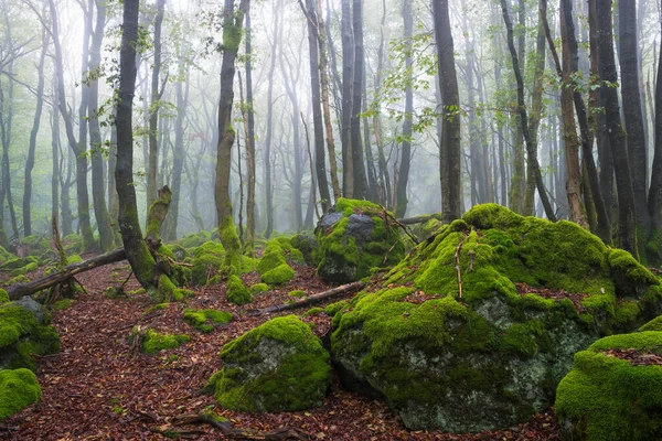 Vue Sur Les Pierres Mousseuses Forêt Rhoen Par Temps Brumeux — Photo