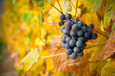 tepeler ve langhe bölgedeki üzüm bağları piedmont İtalya