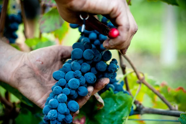 Hands picking grapes in a vineyards in Langhe region, Piedmont Italy — Stock Photo, Image