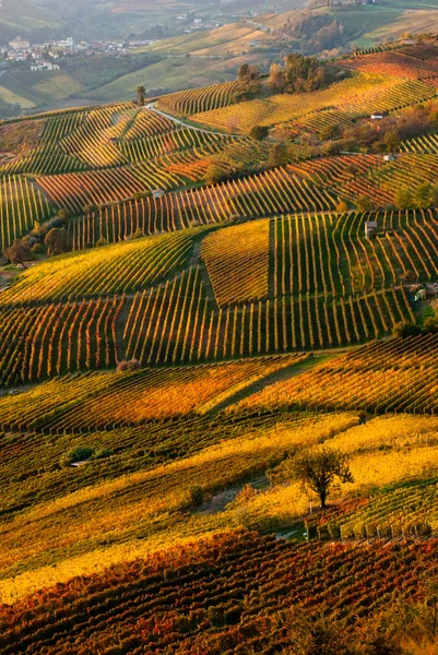 Hills and vineyards in Langhe region, Piedmont Italy — Stock Photo, Image