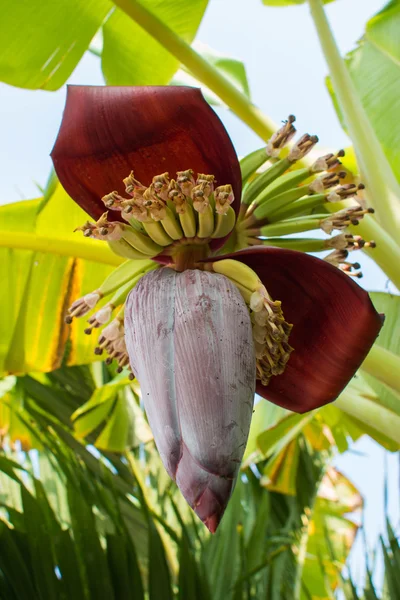 Flor de plátano — Foto de Stock