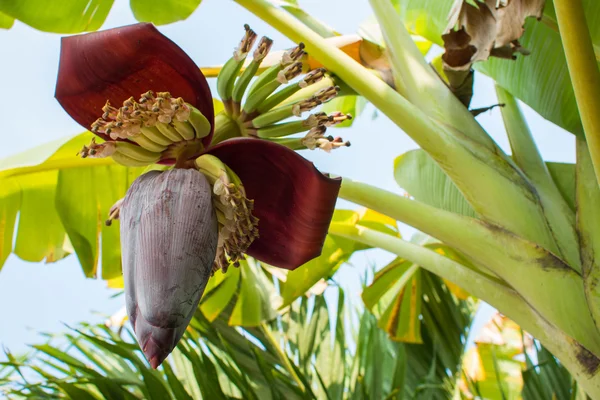 Flor de plátano — Foto de Stock