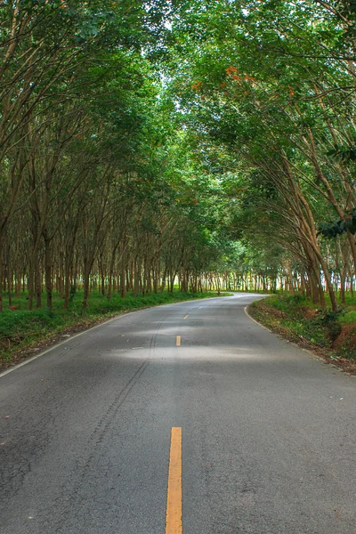 Road in forest. — Stock Photo, Image