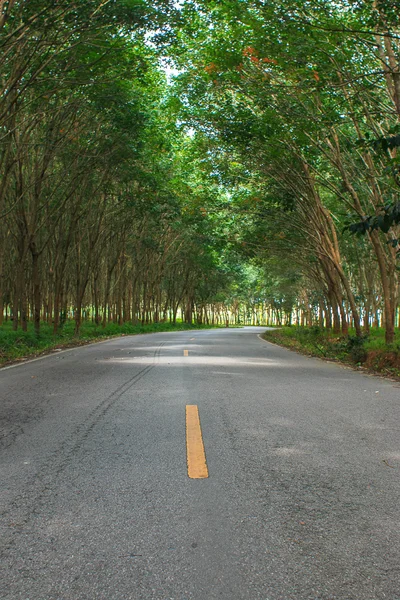 Strada nella foresta . — Foto Stock