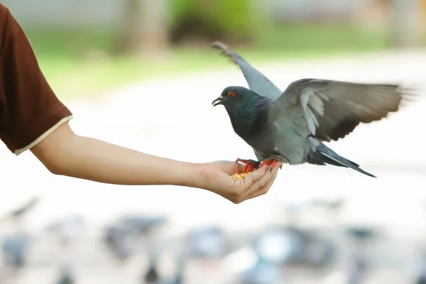 Pigeon or Dove on hand in the park, Thailand — Stock Photo, Image