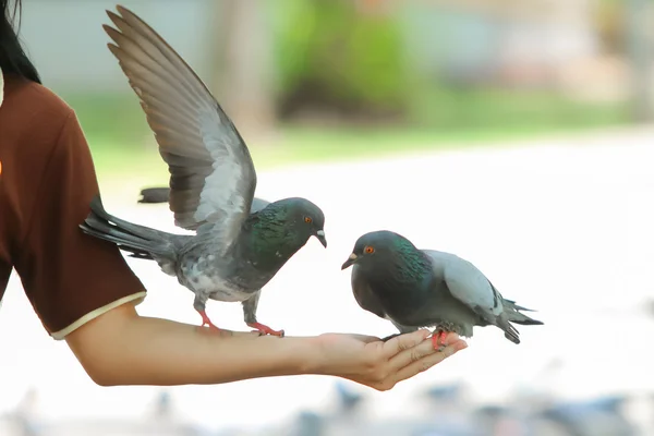 Pombo ou pomba à mão no parque, Tailândia — Fotografia de Stock