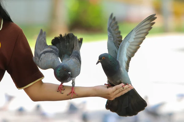 Güvercin veya güvercin yandan parkta, Tayland