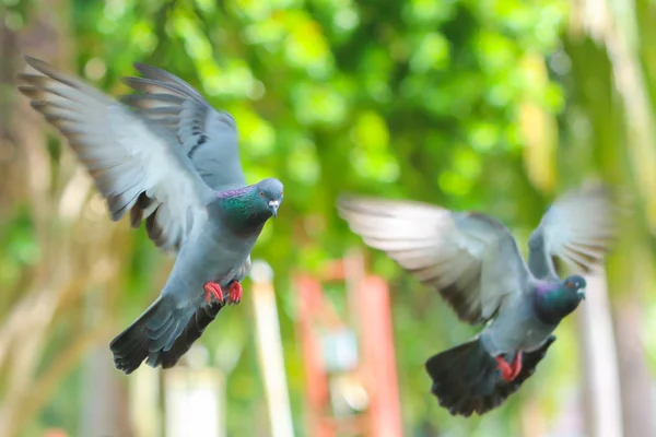 鸽子飞翔的时候泰国 — 图库照片