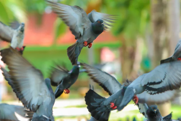 Las palomas volaban, Tailandia — Foto de Stock