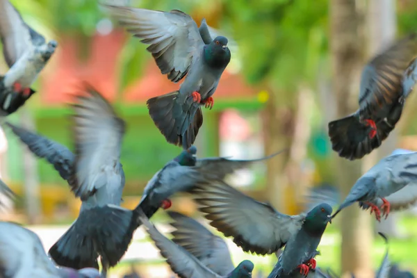 Pigeons were flying,Thailand — Stock Photo, Image