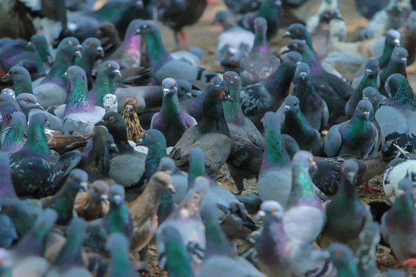 Pigeons in the Park, Thailand — Stock Photo, Image