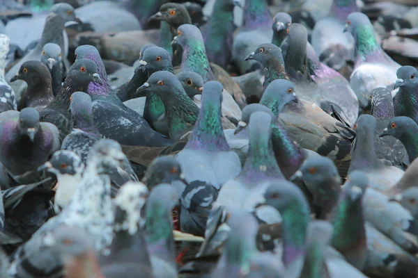 Pigeons in the Park, Thailand — Stock Photo, Image