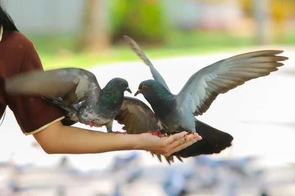Голубь или голубь под рукой в парке, Таиланд Лицензионные Стоковые Фото