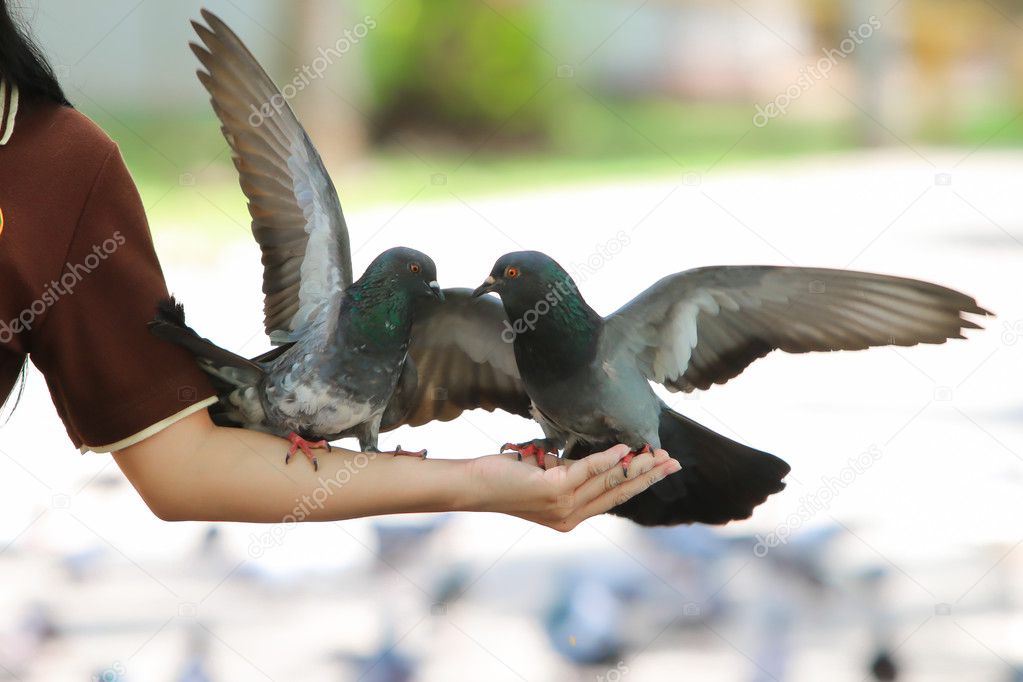Pigeon or Dove on hand in the park, Thailand
