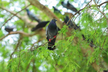 Parktaki güvercinler