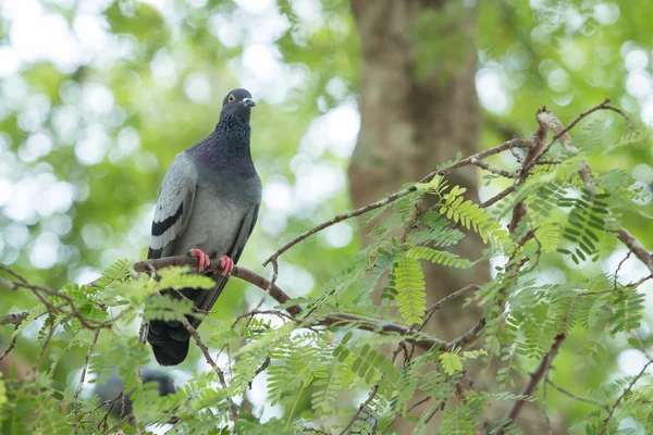 Palomas en el parque — Foto de Stock