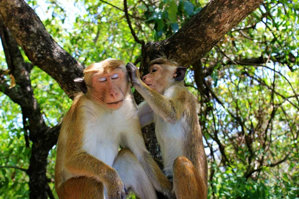 Macaco Ilha Sri Lanka — Fotografia de Stock