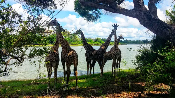 Selous Park Safari Tanzania — Stock Photo, Image