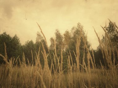 Ön planda, çimen çıkıntıları, arka plandaki ağaçlar, orman...