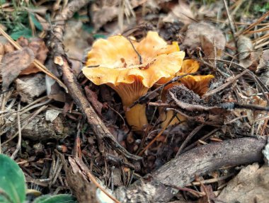Ormanda portakallı chanterelle