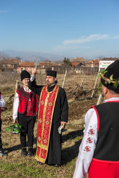 Poda del ritual de viñas en Bulgaria — Foto de Stock