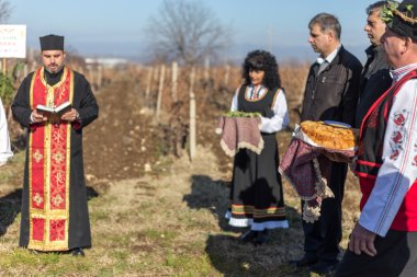 Bulgaristan'ın üzüm bağları ritüel budama