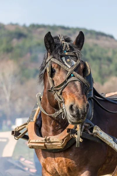 Brun häst porträtt — Stockfoto