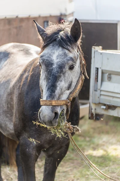 Närbild av en häst äta hö — Stockfoto
