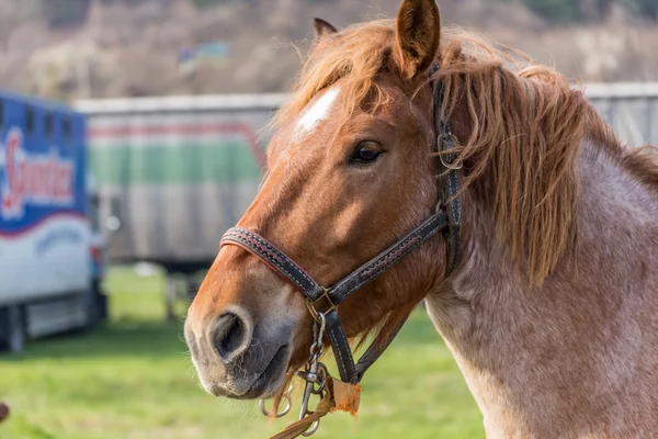 Ritratto cavallo marrone — Foto Stock