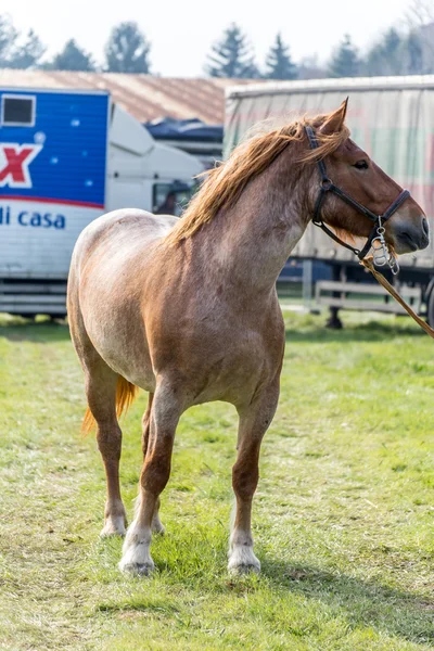 Grande cavallo marrone — Foto Stock