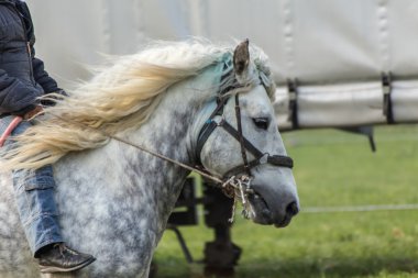 Todorovden Kalugerovo Köyü, Bulgaristan