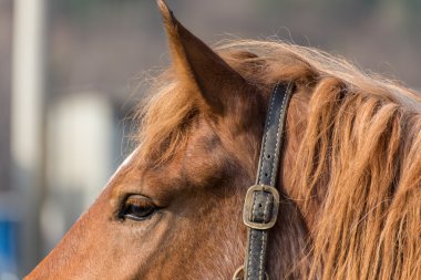 kahverengi at portresi
