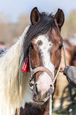 Beyaz ve kahverengi benekli at
