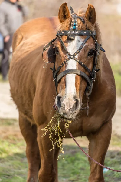 Primer plano de un caballo comiendo heno —  Fotos de Stock