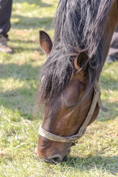 Primer plano de un caballo comiendo heno —  Fotos de Stock