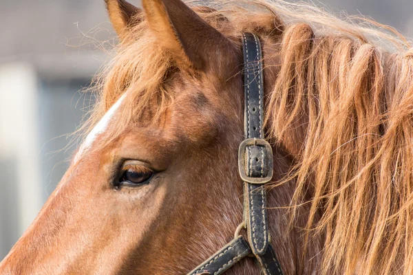 Ritratto cavallo marrone — Foto Stock