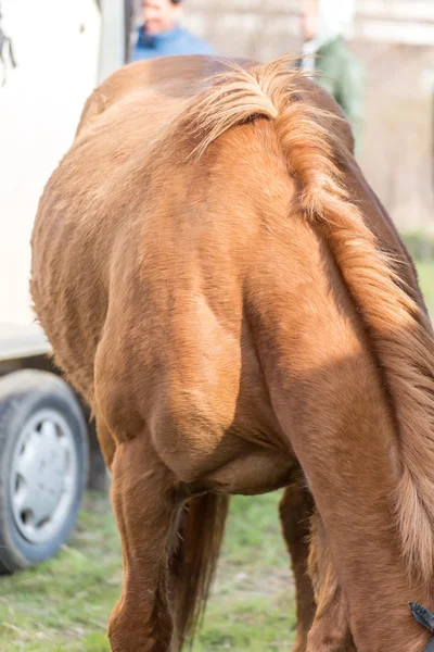 Närbild av en häst muskler — Stockfoto