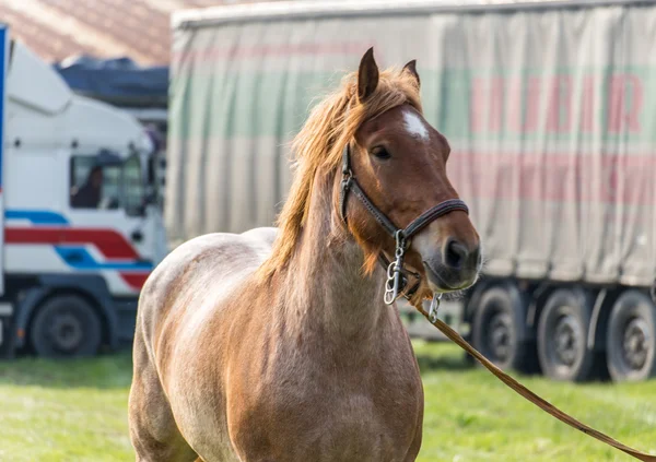 Stor brun häst — Stockfoto