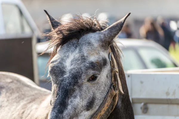 Magro cavallo ritratto — Foto Stock