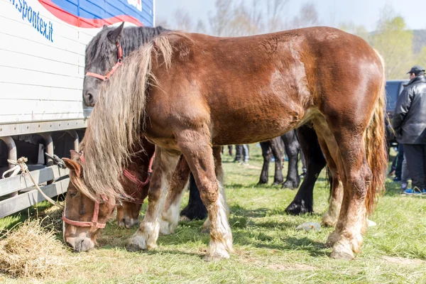 Todorovden Kalugerovo Köyü, Bulgaristan — Stok fotoğraf