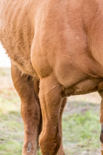 Närbild av en häst muskler — Stockfoto