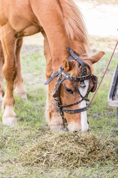 Primo piano di un cavallo che mangia fieno — Foto Stock