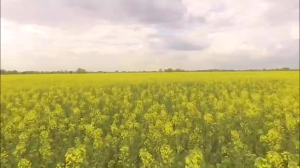 Luchtfoto van een verkrachting-veld — Stockvideo