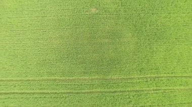 Bir çim alanın havadan görünümü